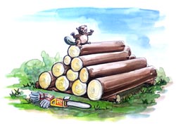 Gefälltes Holz sollte möglichst bald abgefahren werden, um keine Brutstätten für Borkenkäfer zu bilden.