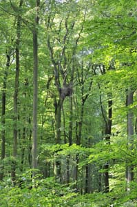 Bewirtschaftete Mischwälder weisen optimale Anflugschneisen zum Horst auf.