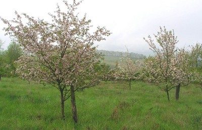 Wild-Apfel-Samengarten des Forstlichen Genressourcenzentrums